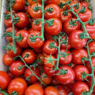 Tomaten "Rote Perle"